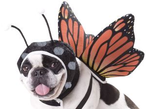 Monarch Dog Costume